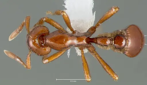 Strumigenys serket specimen CASENT0005994 image casent0005994_1