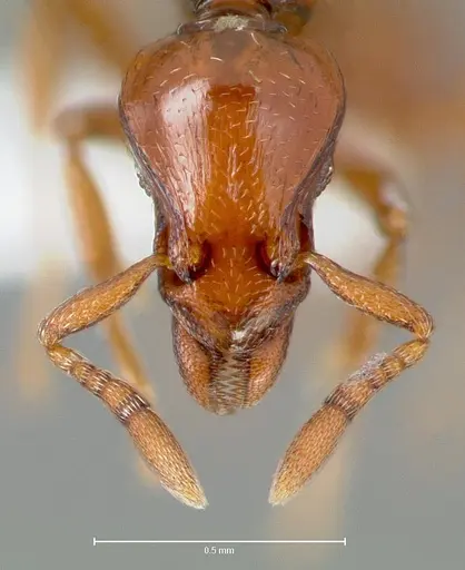 Strumigenys serket specimen CASENT0005994 image casent0005994_2
