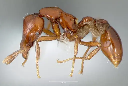 Strumigenys serket specimen CASENT0005994 image casent0005994_3