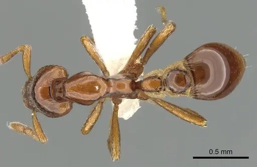 Strumigenys serket specimen CASENT0900037 image casent0900037_1