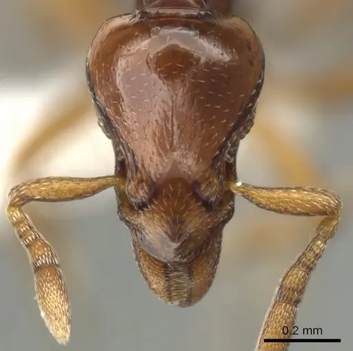 Strumigenys serket specimen CASENT0900037 image casent0900037_2