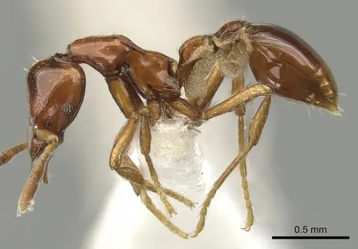 Strumigenys serket specimen CASENT0900037 image casent0900037_3