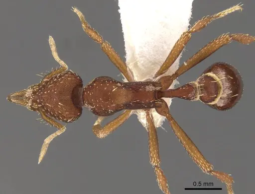 Strumigenys serradens specimen CASENT0900106 image casent0900106_1