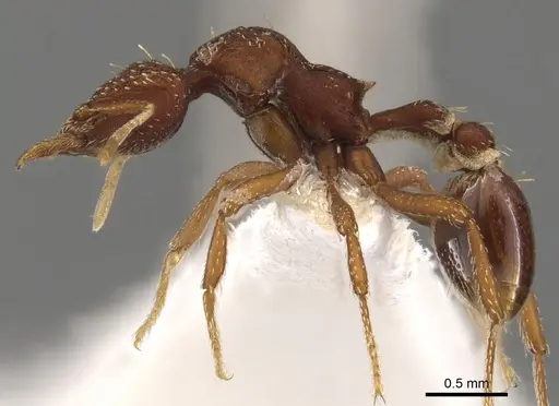 Strumigenys serradens specimen CASENT0900106 image casent0900106_3