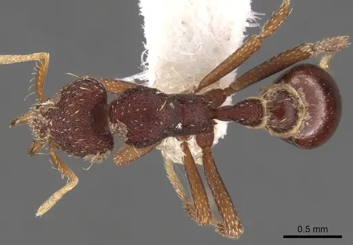 Strumigenys serraformis specimen CASENT0900107 image casent0900107_1