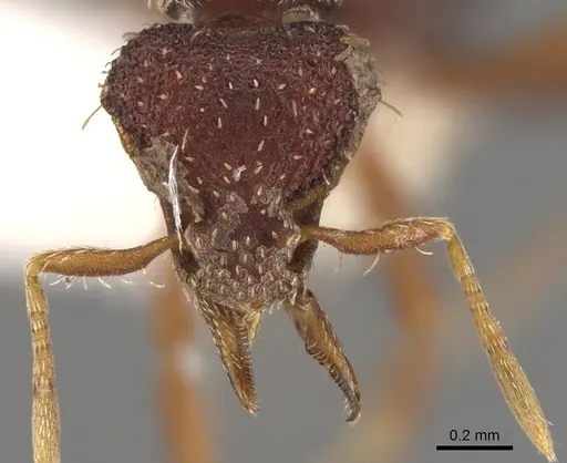 Strumigenys serraformis specimen CASENT0900107 image casent0900107_2