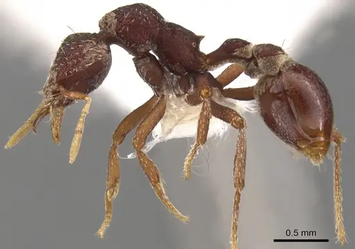 Strumigenys serraformis specimen CASENT0900107 image casent0900107_3