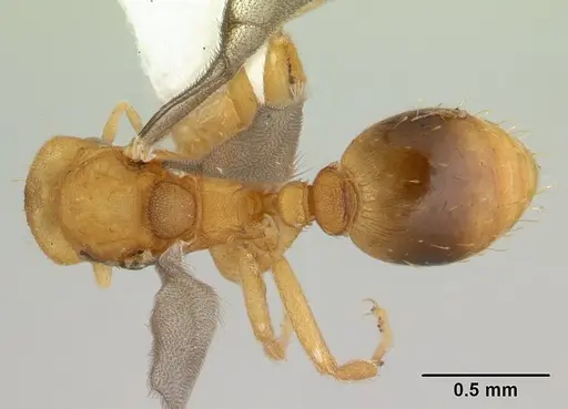 Strumigenys serrula specimen CASENT0178316 image casent0178316_1