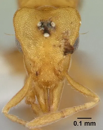 Strumigenys serrula specimen CASENT0178316 image casent0178316_2