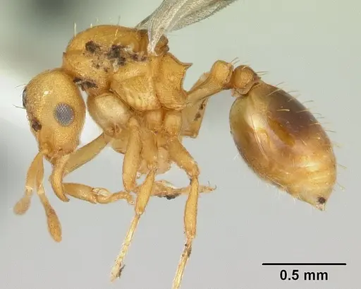 Strumigenys serrula specimen CASENT0178316 image casent0178316_3