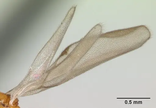 Strumigenys serrula specimen CASENT0178316 image casent0178316_4