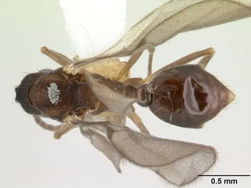 Strumigenys serrula specimen CASENT0178317 image casent0178317_1