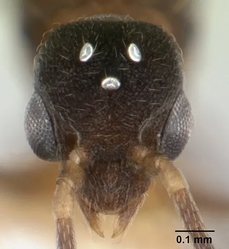 Strumigenys serrula specimen CASENT0178317 image casent0178317_2