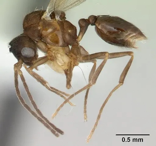 Strumigenys serrula specimen CASENT0178317 image casent0178317_3