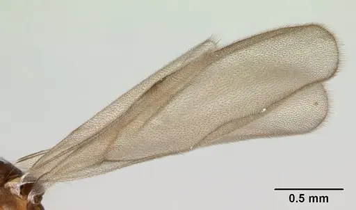 Strumigenys serrula specimen CASENT0178317 image casent0178317_4