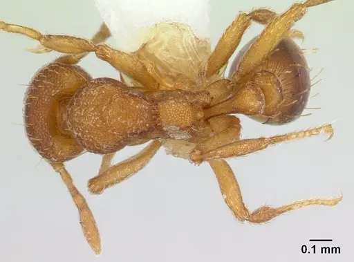 Strumigenys serrula specimen CASENT0178318 image casent0178318_1