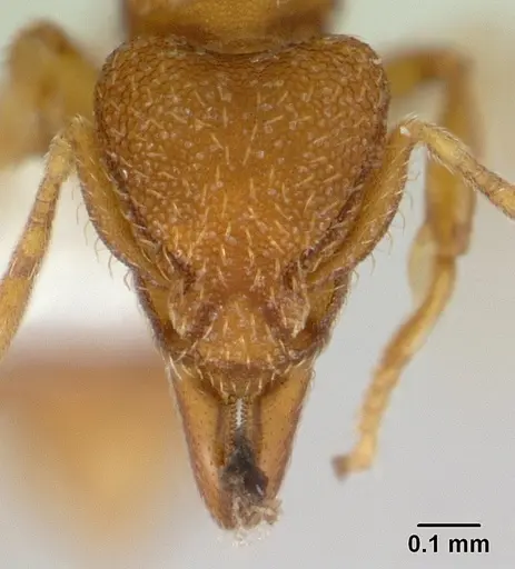 Strumigenys serrula specimen CASENT0178318 image casent0178318_2