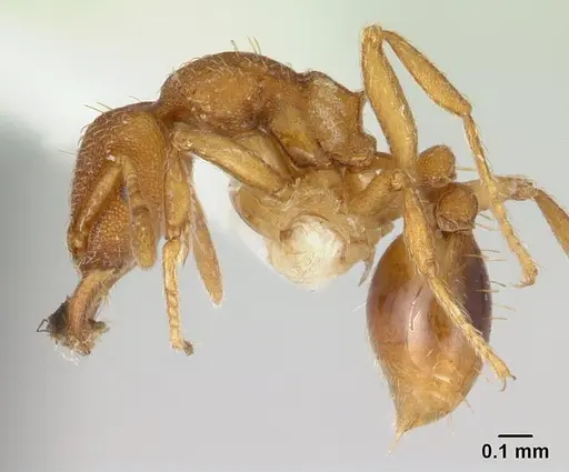 Strumigenys serrula specimen CASENT0178318 image casent0178318_3