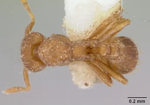 Strumigenys serrula specimen CASENT0178319 image casent0178319_1