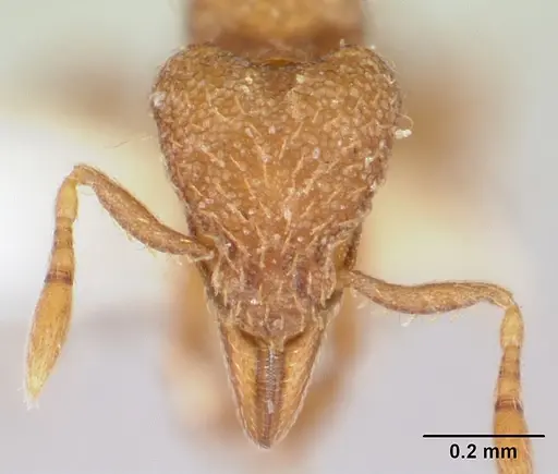 Strumigenys serrula specimen CASENT0178319 image casent0178319_2
