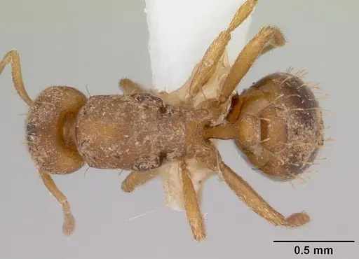 Strumigenys serrula specimen CASENT0178320 image casent0178320_1
