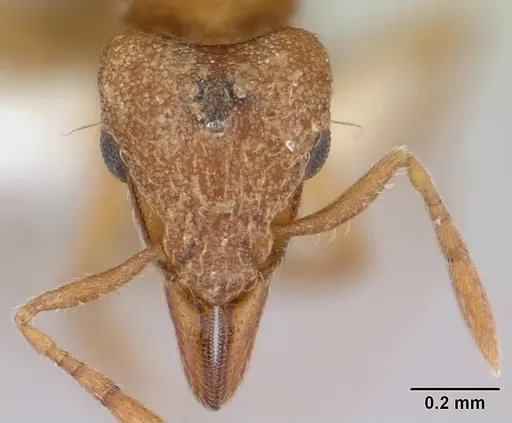 Strumigenys serrula specimen CASENT0178320 image casent0178320_2