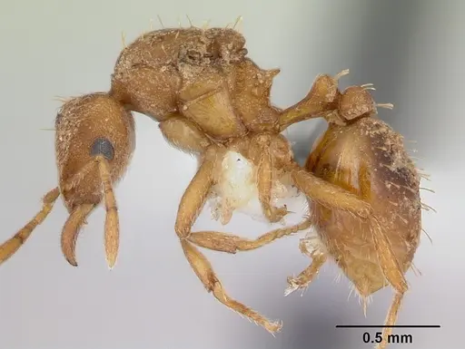 Strumigenys serrula specimen CASENT0178320 image casent0178320_3
