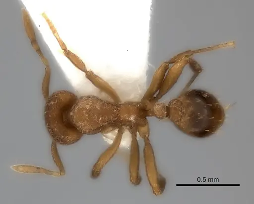 Strumigenys serrula specimen CASENT0217190 image casent0217190_1