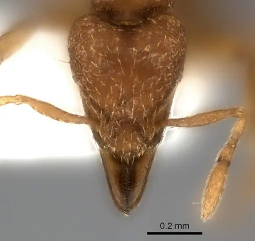 Strumigenys serrula specimen CASENT0217190 image casent0217190_2