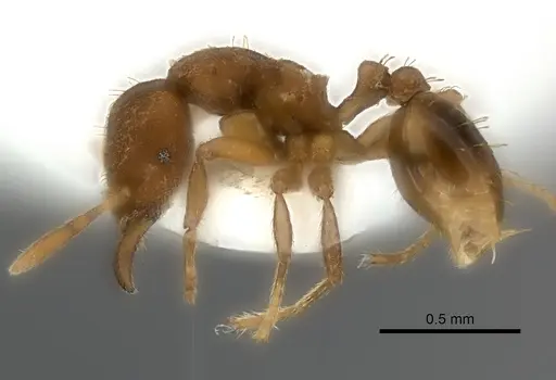 Strumigenys serrula specimen CASENT0217190 image casent0217190_3