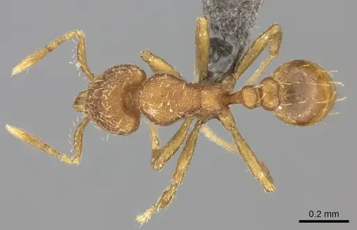 Strumigenys serrula specimen CASENT0235694 image casent0235694_1