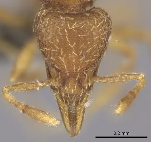 Strumigenys serrula specimen CASENT0235694 image casent0235694_2