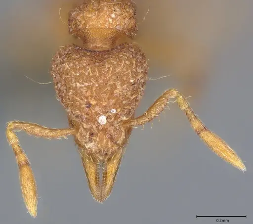 Strumigenys serrula specimen CASENT0353981 image casent0353981_1