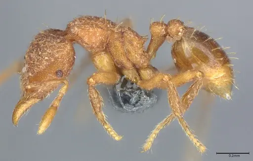 Strumigenys serrula specimen CASENT0353981 image casent0353981_2