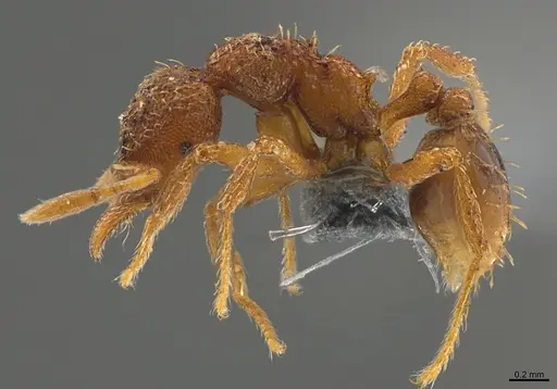 Strumigenys serrula specimen CASENT0358176 image casent0358176_1
