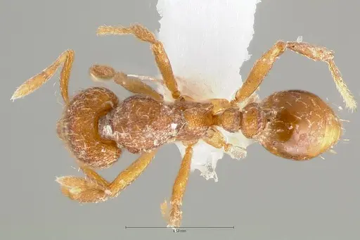 Strumigenys serrula specimen CASENT0414575 image casent0414575_1