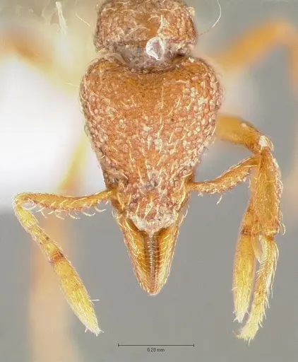 Strumigenys serrula specimen CASENT0414575 image casent0414575_2