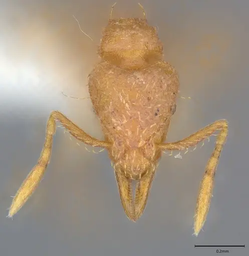 Strumigenys serrula specimen CASENT0417811 image casent0417811_1