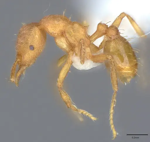 Strumigenys serrula specimen CASENT0417811 image casent0417811_2