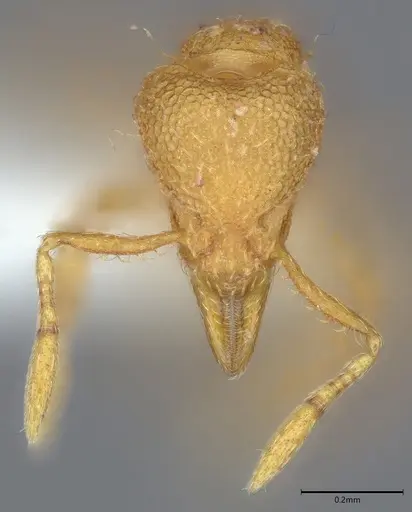 Strumigenys serrula specimen CASENT0845010 image casent0845010_1