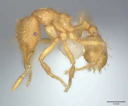 Strumigenys serrula specimen CASENT0845010 image casent0845010_2