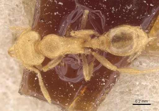 Strumigenys serrula specimen CASENT0912840 image casent0912840_1