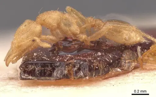 Strumigenys serrula specimen CASENT0912840 image casent0912840_3
