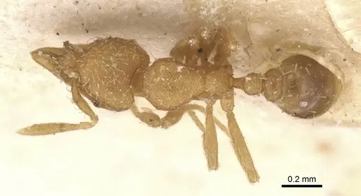 Strumigenys serrula specimen CASENT0912841 image casent0912841_1