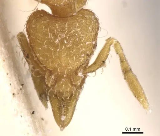 Strumigenys serrula specimen CASENT0912841 image casent0912841_2