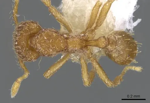 Strumigenys serrula specimen CASENT0914714 image casent0914714_1