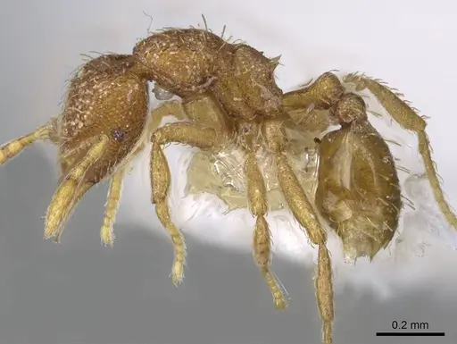 Strumigenys serrula specimen CASENT0914714 image casent0914714_3