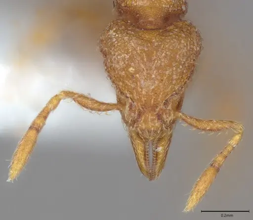 Strumigenys serrula specimen CASENT4036271 image casent4036271_1