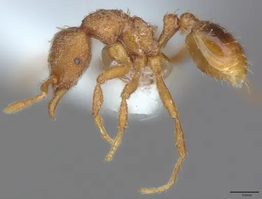 Strumigenys serrula specimen CASENT4036271 image casent4036271_2