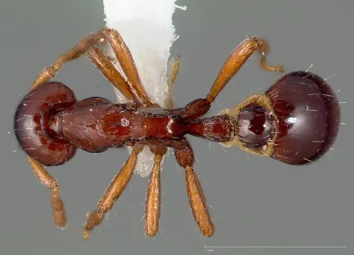 Strumigenys seti specimen CASENT0005457 image casent0005457_1